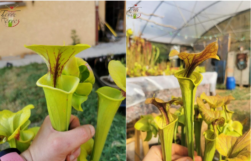 Sarracenia Seeds 2023 (SFX03 x SFC01) (23.73)