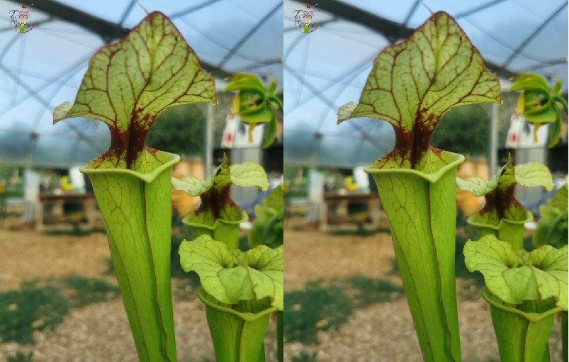 Graines sarracenia 2023 (SX25a x SX25a) (23.219)
