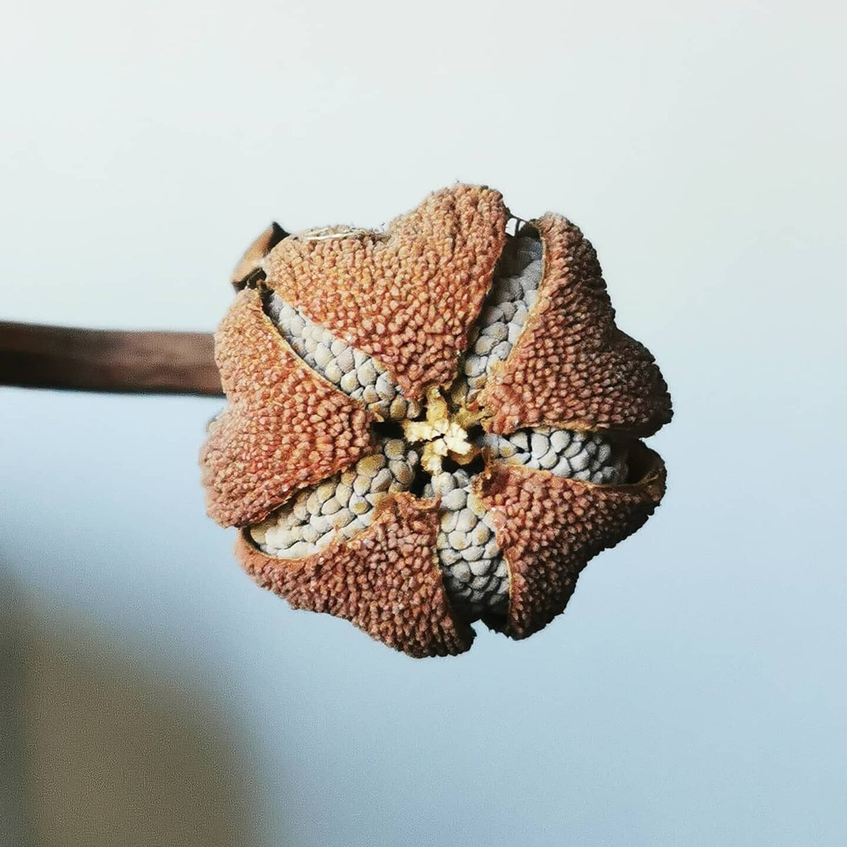 Graines Sarracenia 2023 (MIX)
