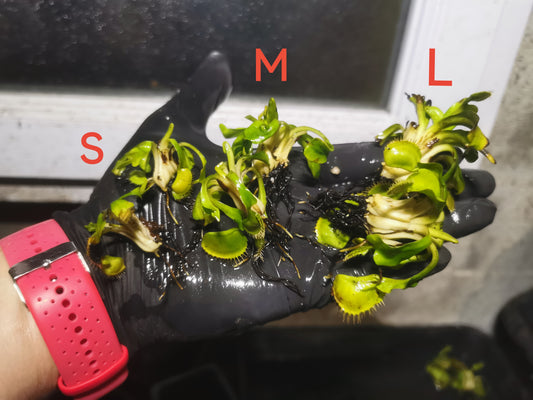 DM35 Dionaea muscipula -- "Sandokan"