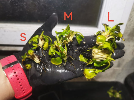 DM19 Dionaea muscipula -- "Toothless"