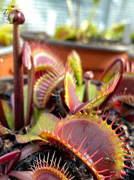 DM03 Dionaea muscipula -- 'Akaï Ryu'