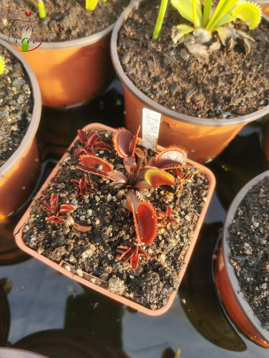 DM22 : Dionaea muscipula -- "Red Sawtooth"