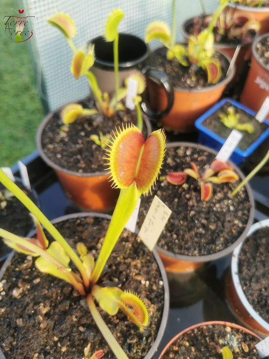 DM36 Dionaea muscipula -- "La Grosse à Guigui"