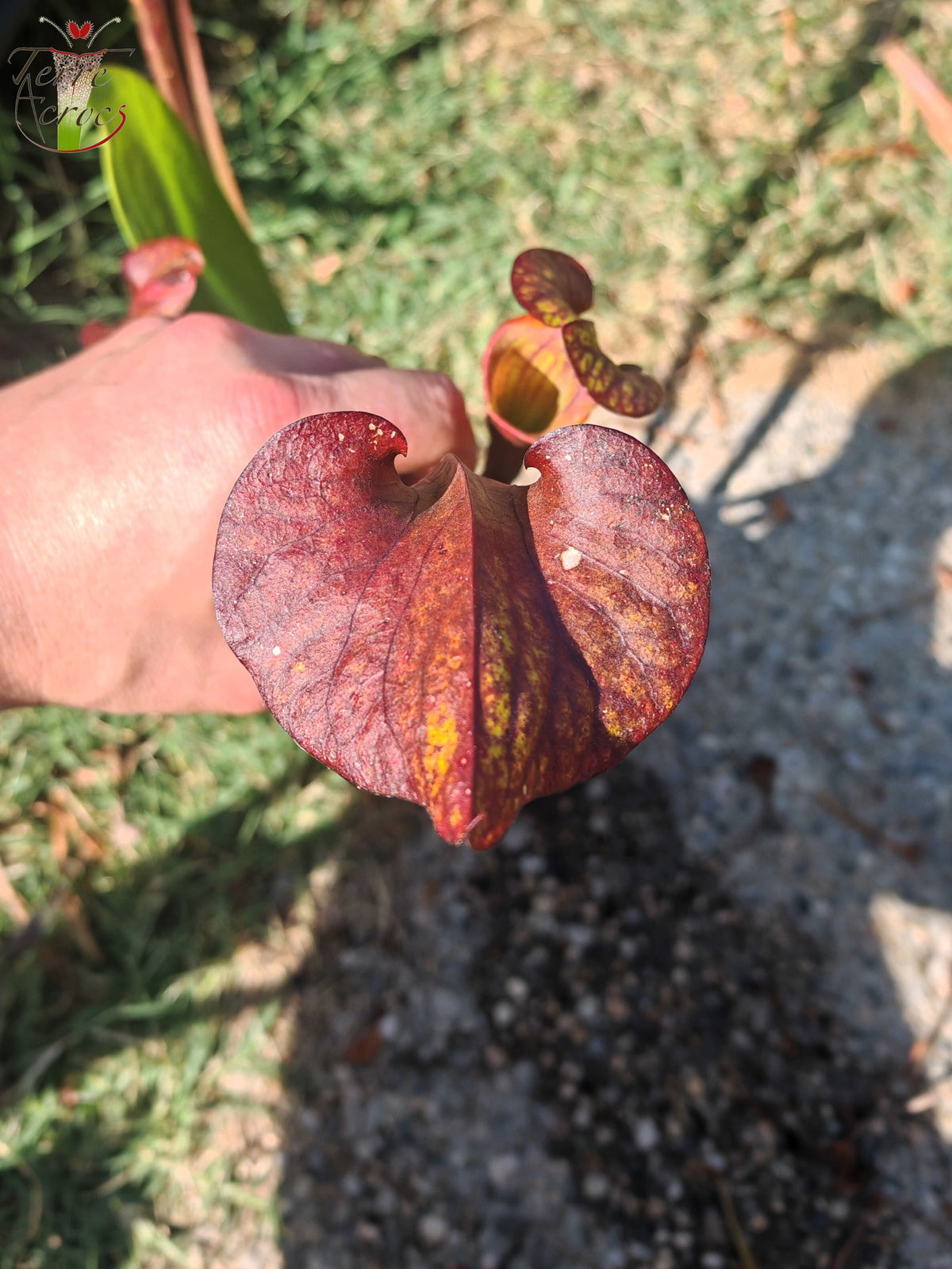 LB08-03 Unique hybrid Sarracenia