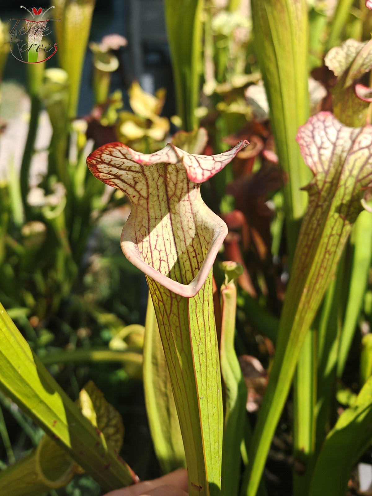 LBOB04 Einzigartige Hybrid-Sarracenia