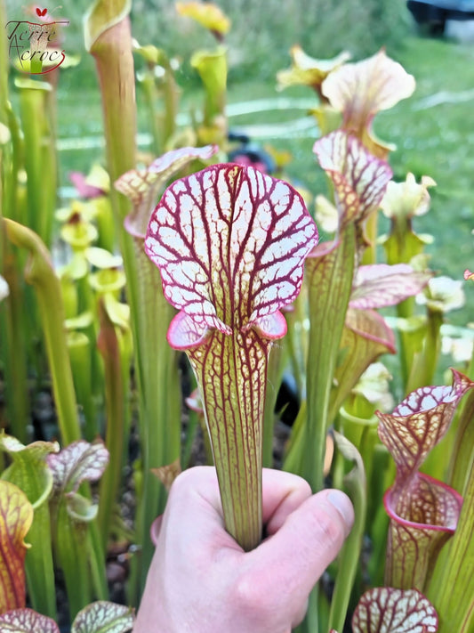 LBOB06 Sarracenia hybride unique
