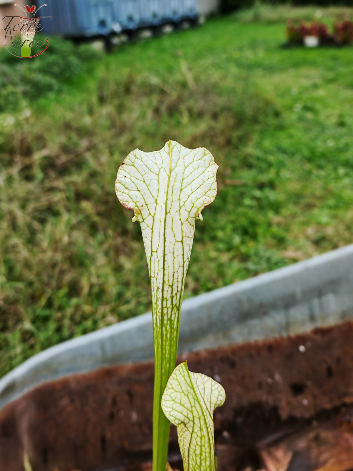 LBU03 Sarracenia hybrid