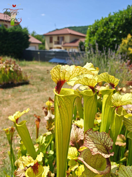 LBU09-04 Sarracenia hybride