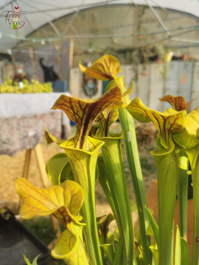 SFC01 Sarracenia flava var. cuprea – Kupferdecke, NC, Dave Richardson (F10, MK)
