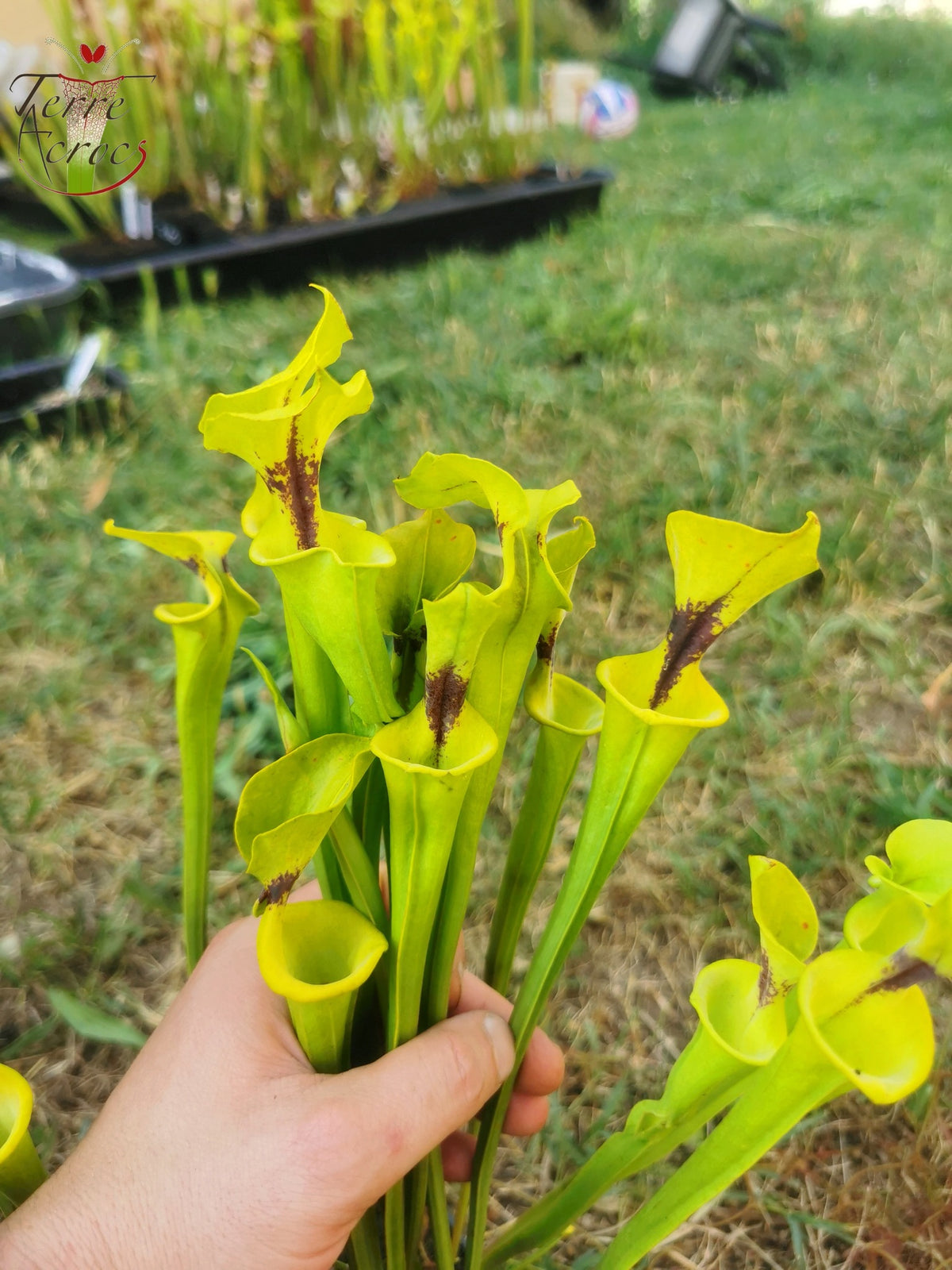 SFF01 Sarracenia flava -- small form, black spot