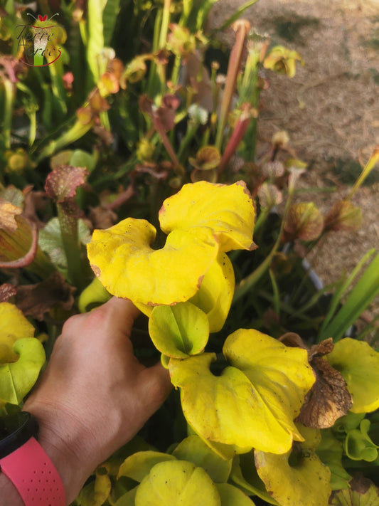 SFR01 Sarracenia flava var. rugelii – Telogia, FL.(WS). Sehr große Form (F140A, MK)