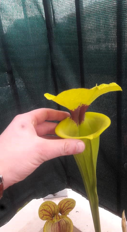 SFR02 Sarracenia flava var. rugelii – Giant Robust Clone (F18, MK)
