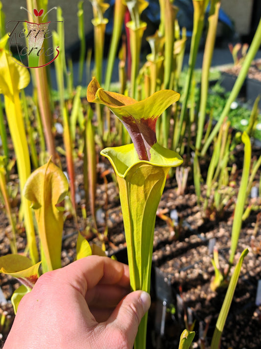 SFR03 Sarracenia flava var. rugelii -- copper tinged in early growth, Milton, FL W (F17, MK)