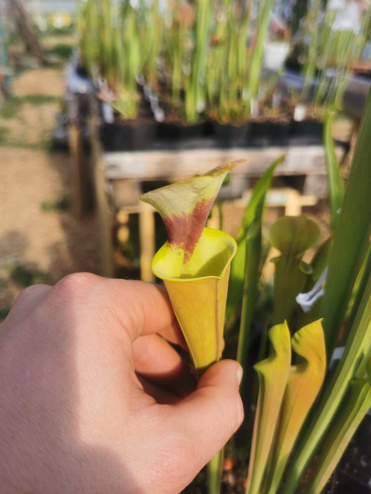 SFR03 Sarracenia flava var. rugelii – kupferfarben im frühen Wachstum, Milton, FL W (F17, MK)