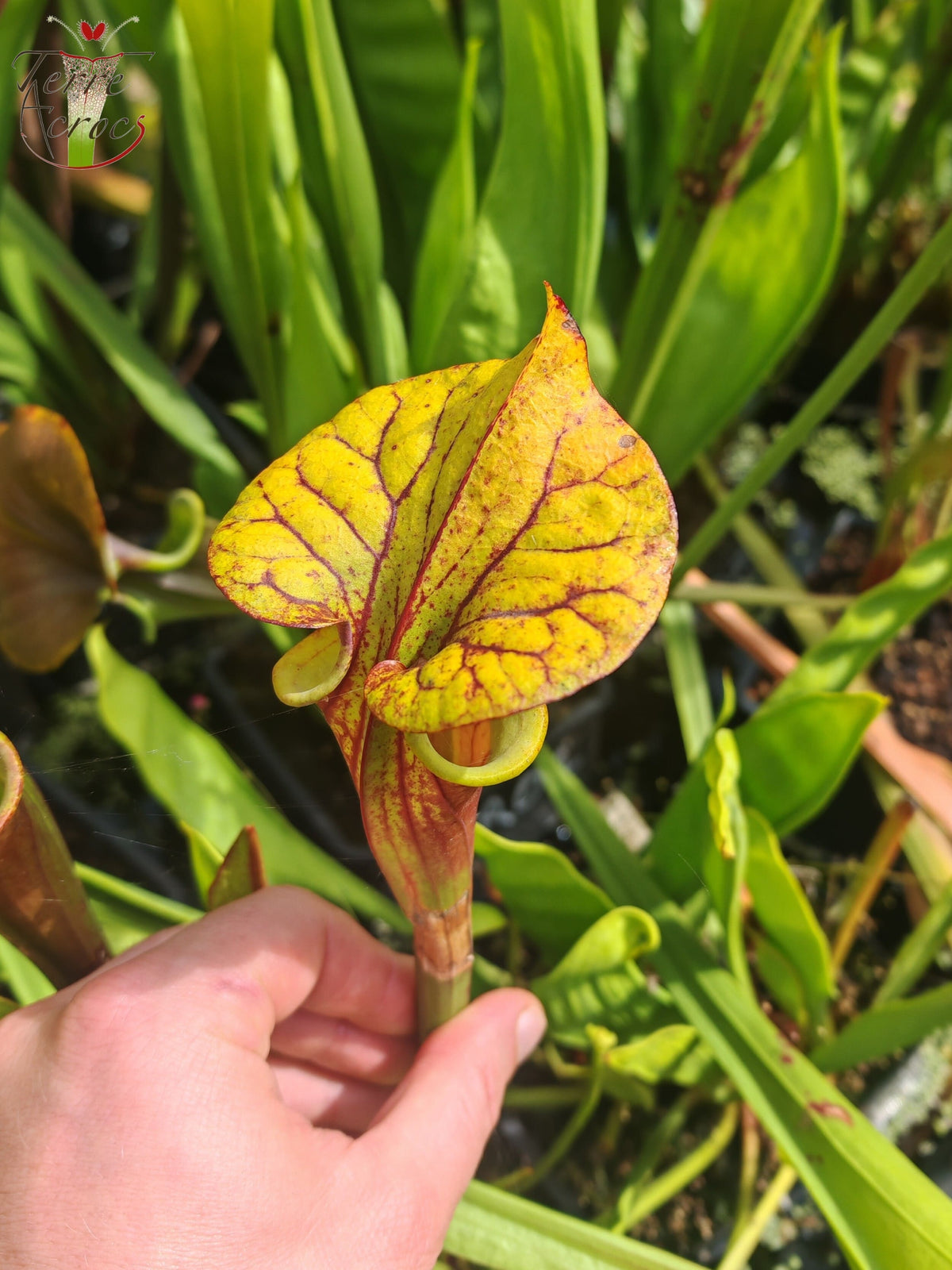 SFRB10 Sarracenia flava var. rubricorpora -- Klon Dennis Baldson