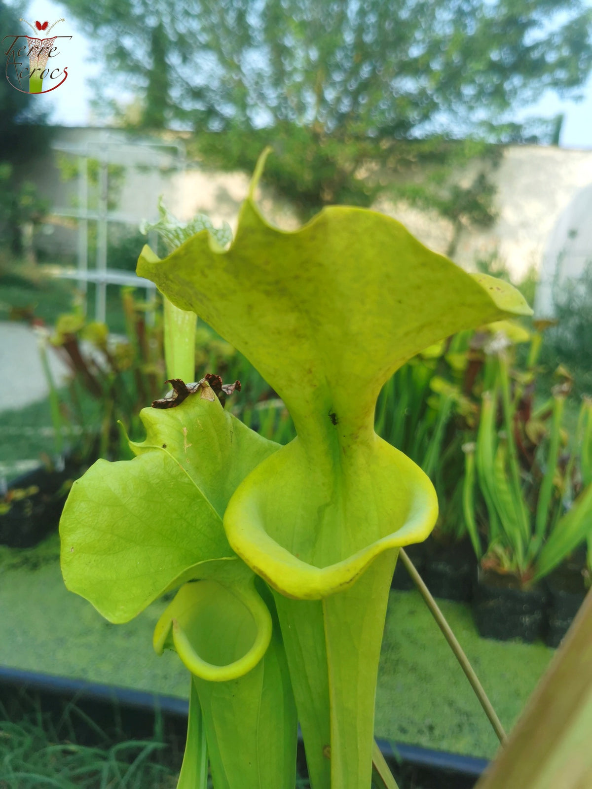 SFV01 Sarracenia flava f viridescens -- Anthocyanin free form. Telogia, FL (WS) (NC)(F238, MK)