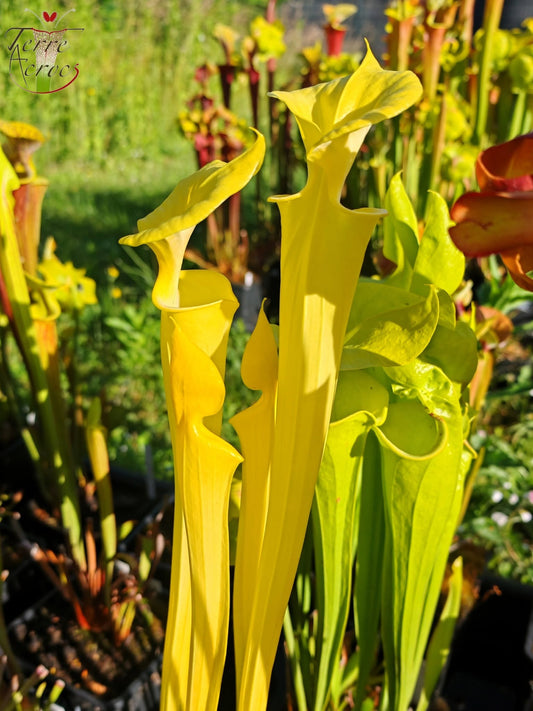SFX01a Sarracenia flava -- “Goldie” (F257, MK)