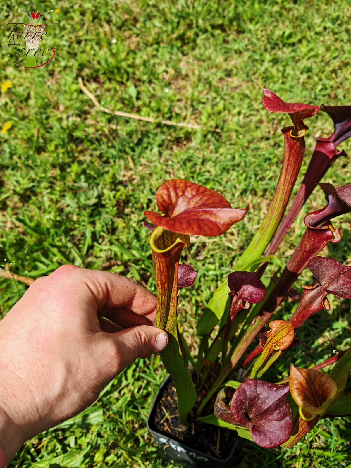 SFX04b: Sarracenia x (S. flava var. cuprea -- Copper top x S. flava var. rubricorpora -- Liberty Co, Fla (Very Dark))