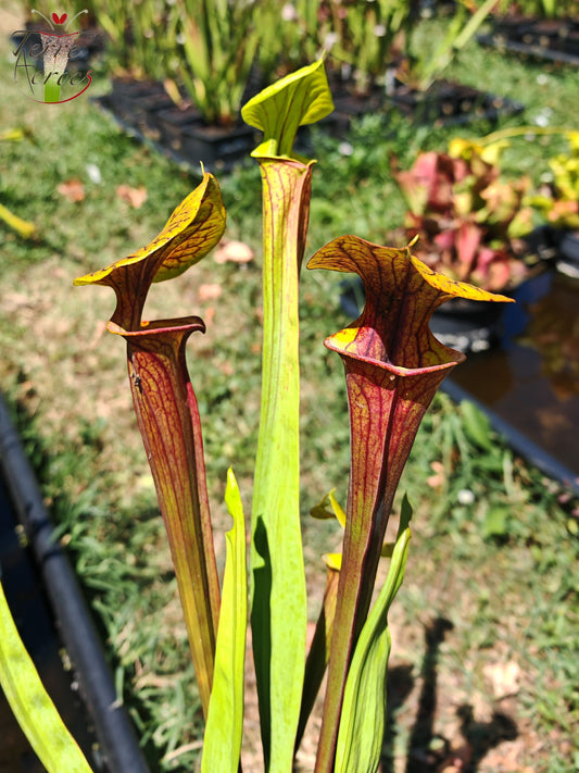 SFX09 Sarracenia x (atropurpurea -- All Red form x ornata -- Sandy Creek)