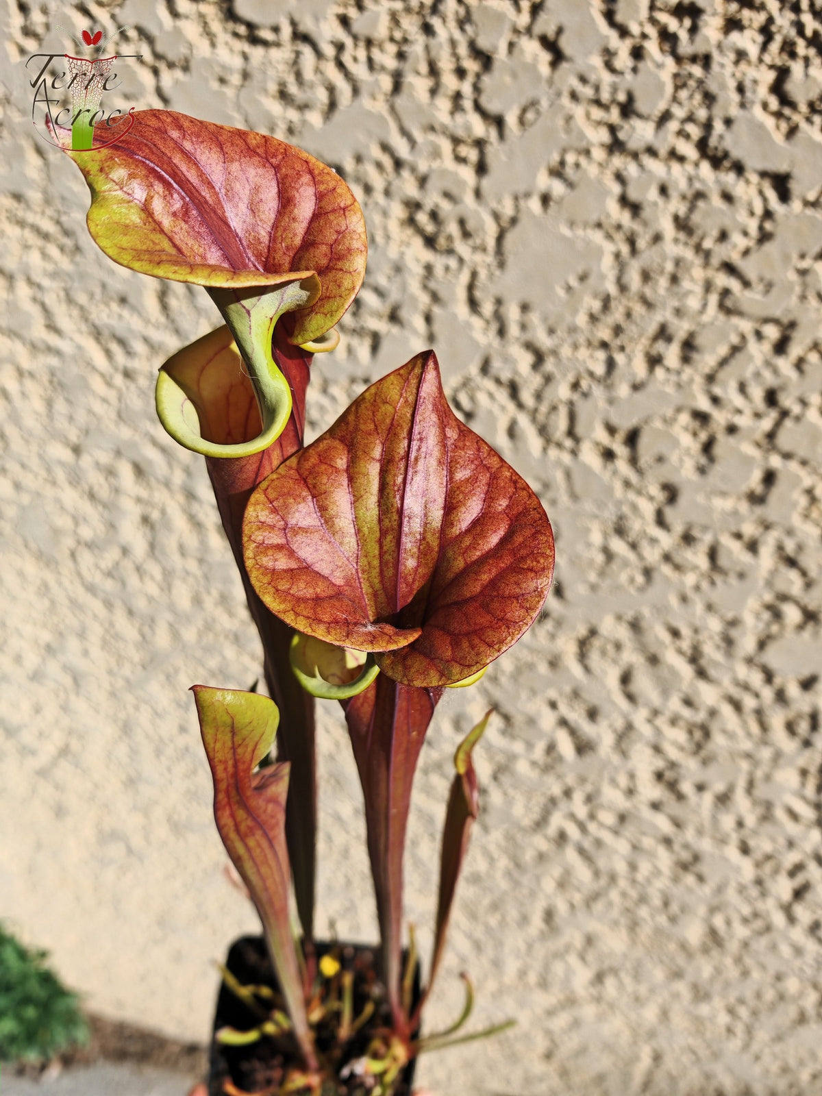 SFX10 Sarracenia flava var. cuprea (wahrscheinlich hybridisiert mit flava. var. rubricorpora)(GB)