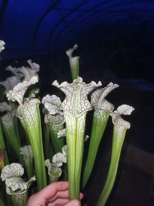 SL01 Sarracenia leucophylla – Typ