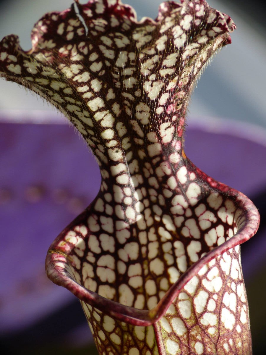 SL02 Sarracenia leucophylla – violette und weiße Riesenform, Route 71, Nr. Altha, N. Florida, W, (L19, MK)
