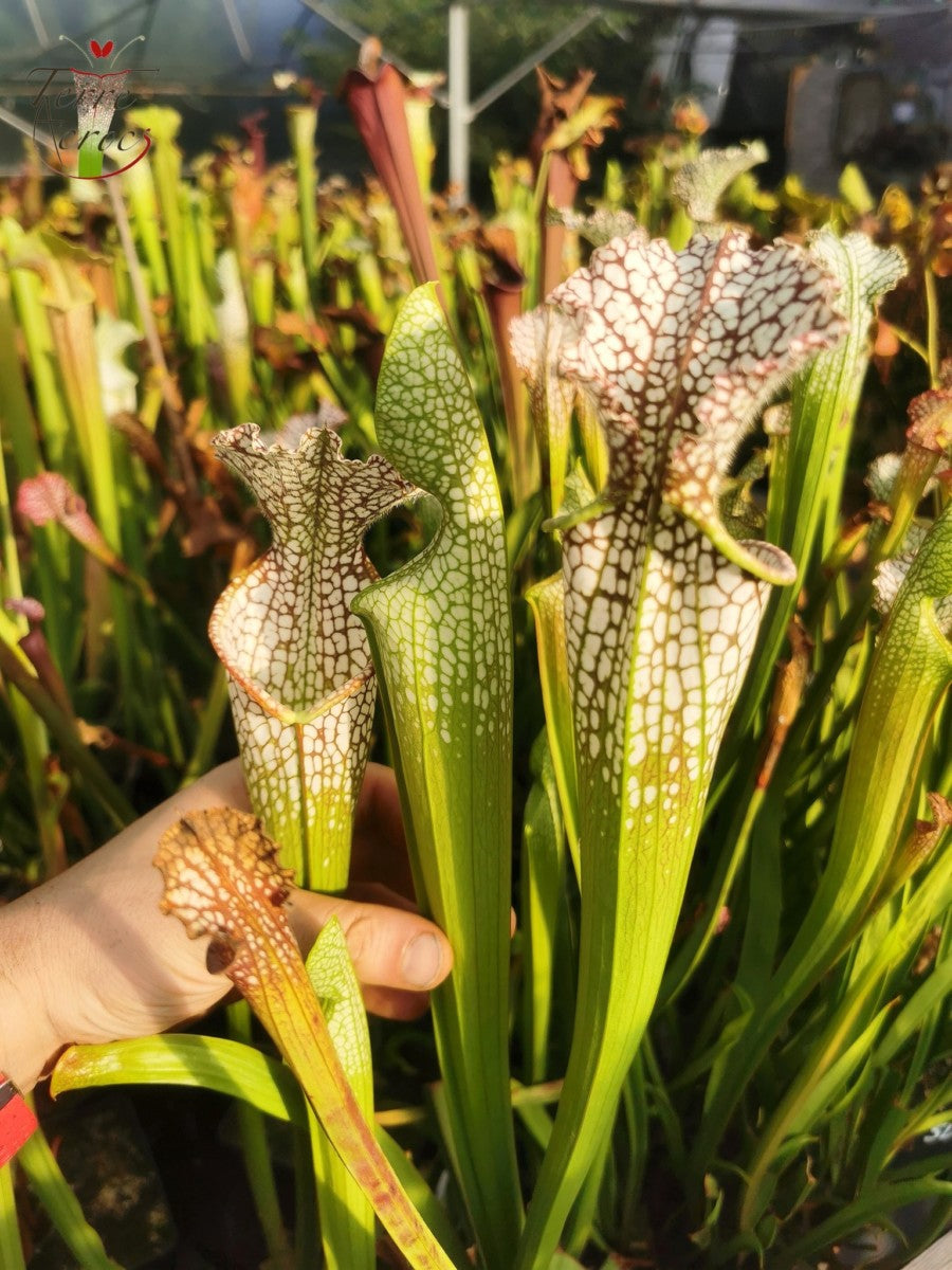 Sarracenia 2025 Samen (SL02 x OP)