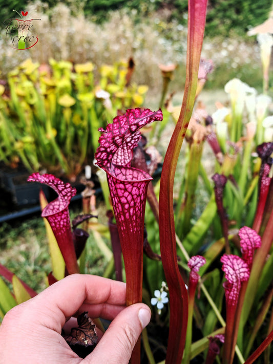 SL07 Sarracenia leucophylla – "Pink Sheet"