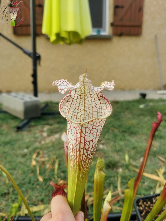 SL11 Sarracenia leucophylla – „Mont Blanc“ (L154, MK)