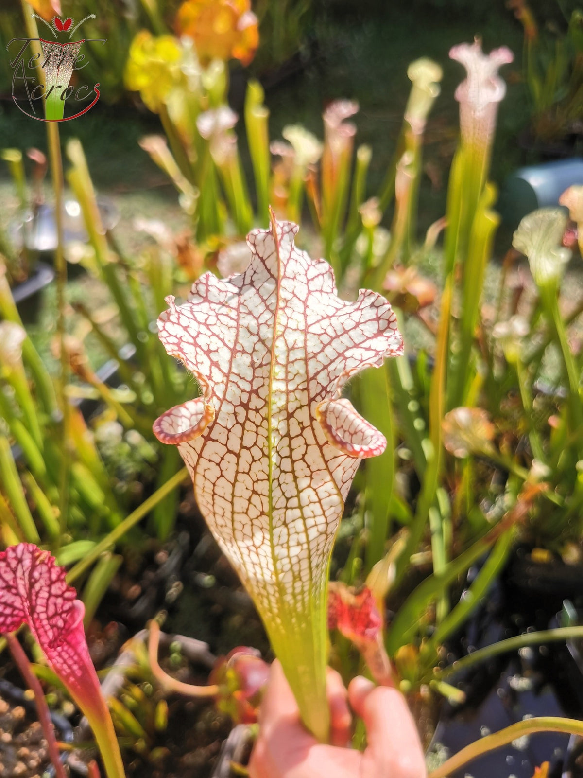 Sarracenia 2025 Samen (SL11 x OP)