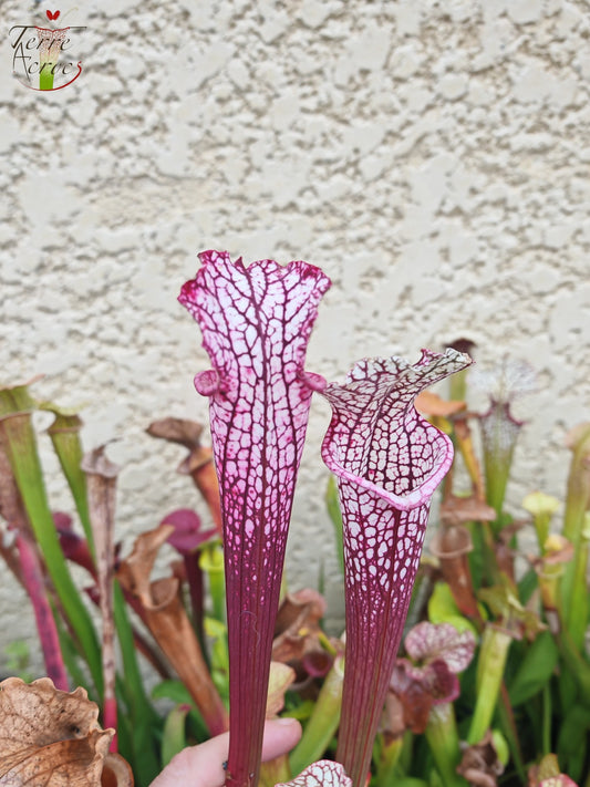 SL14 Sarracenia leucophylla – (Burgund) Dunkelrosa Lippe