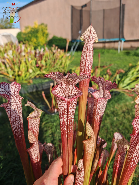 SL18 Sarracenia leucophylla -- (“Burgundy”-- Red & White, (Phil Sheridan)(L57, MK) x Splinter Hill, (WS), red selected plants (L38C (or L8)