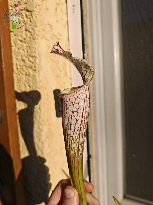 SL26c: Sarracenia leucophylla – (L32c, MSrba)