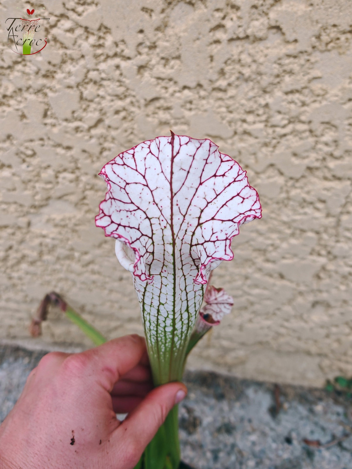 SL27 Sarracenia leucophylla -- (L35c, MSrba)