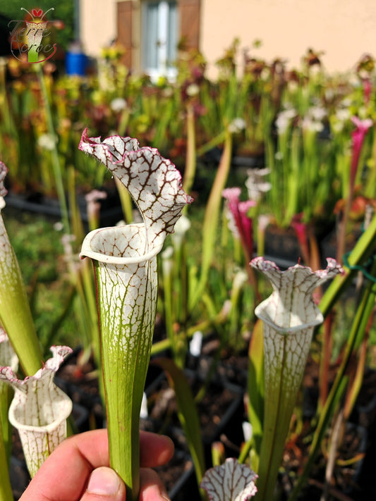 SL27 Sarracenia leucophylla – (L35c, MSrba)
