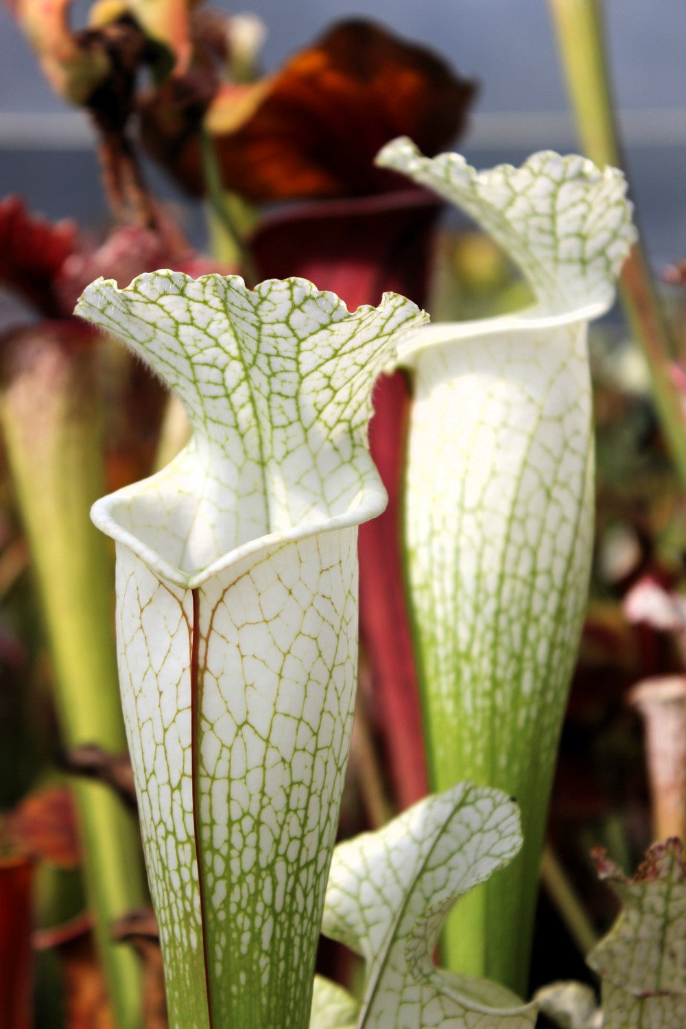 Sarracenia 2025 seeds (SLA01f x OP)