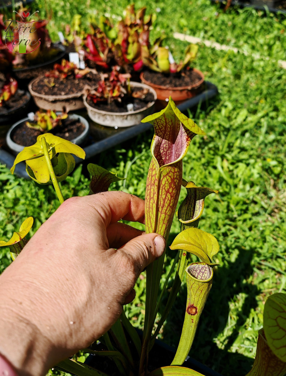 Sarracenia 2025 seeds (SO01 x OP)