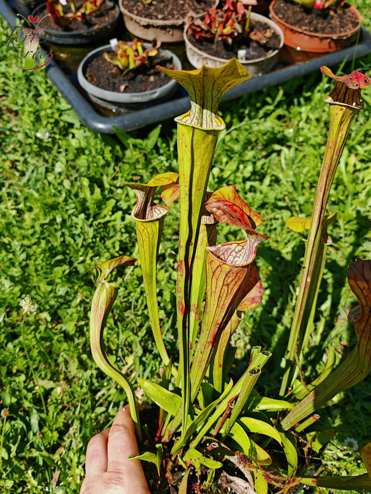 Sarracenia 2025 seeds (SOO01 x OP)
