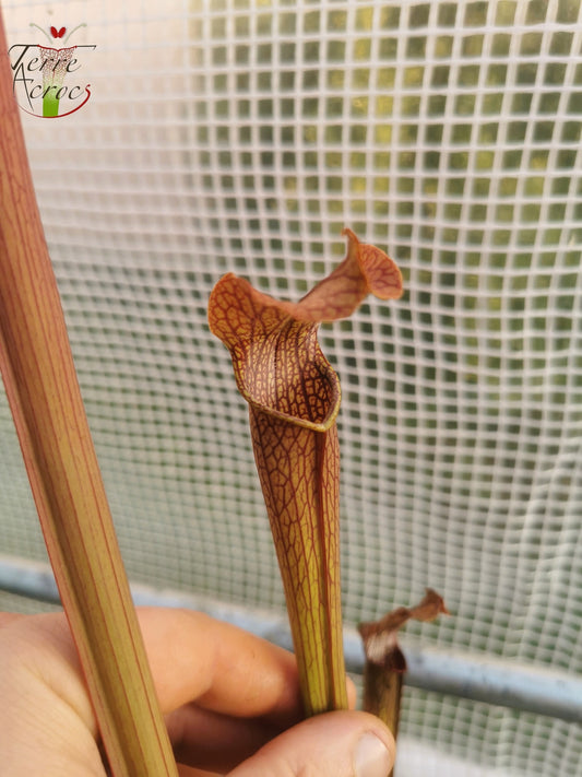 SRG01 Sarracenia rubra ssp gulfensis – Dunkle, hohe Kannen