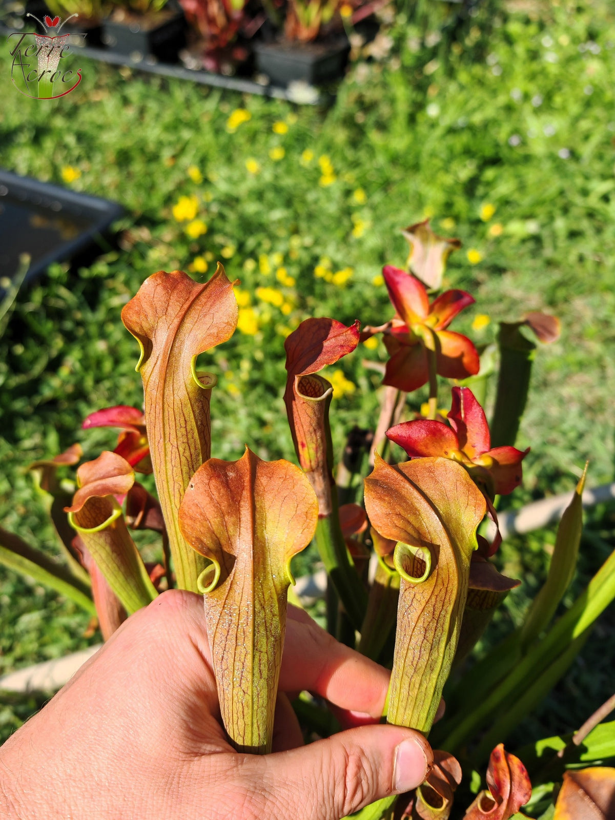 Sarracenia 2025 seeds (SRW01 x OP)