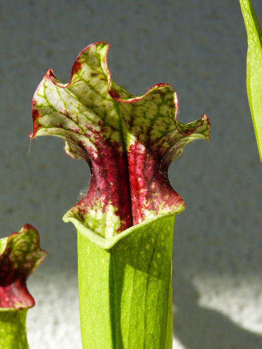 SX02 Sarracenia x ((S. alata x S. leucophylla — Red & Gold) x ‘Leah Wilkerson')(H182, MK)