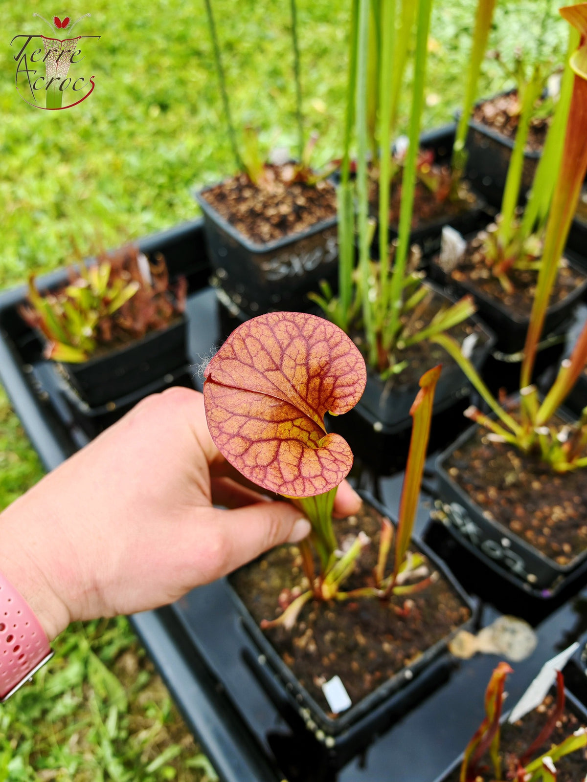 SX03a Sarracenia x (cuprea -- sehr große Form, (F153, MK) x 'Adrian Slack')(Klon a)