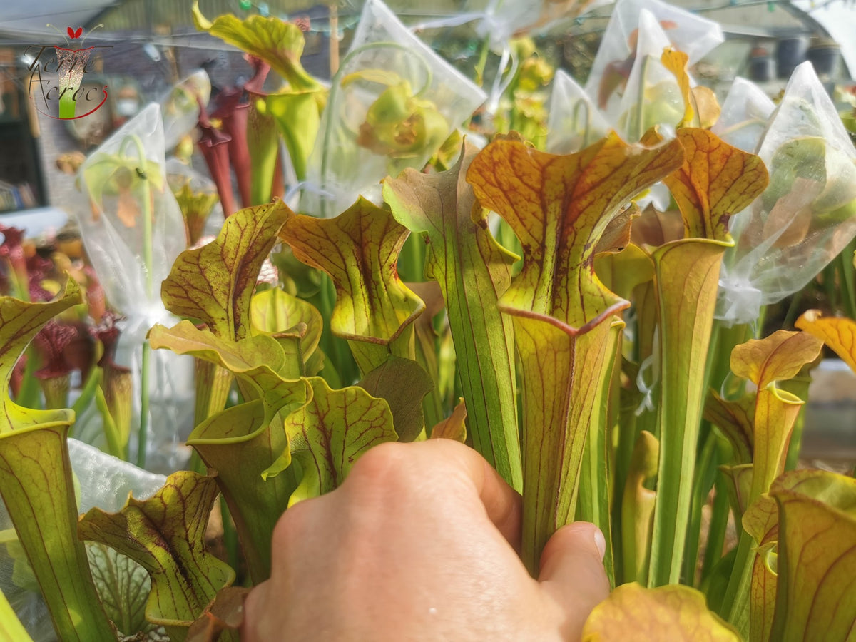 SX07 Sarracenia x „Tygo“