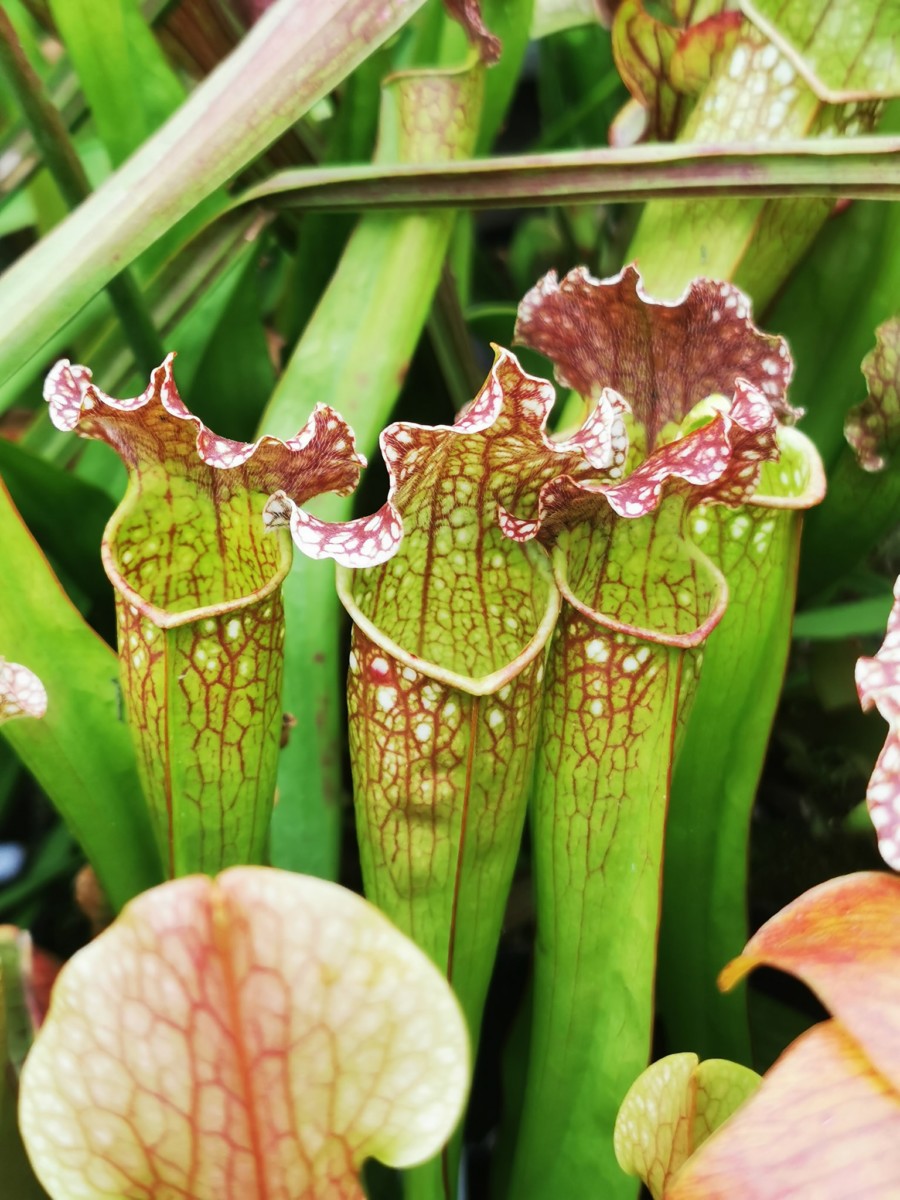 SX08 Sarracenia x “velvet”