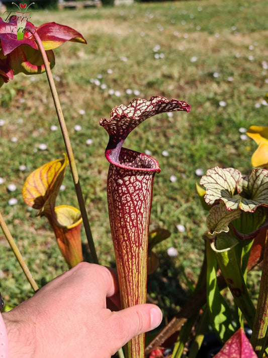 Graines Sarracenia 2025 (SX11 x OP)