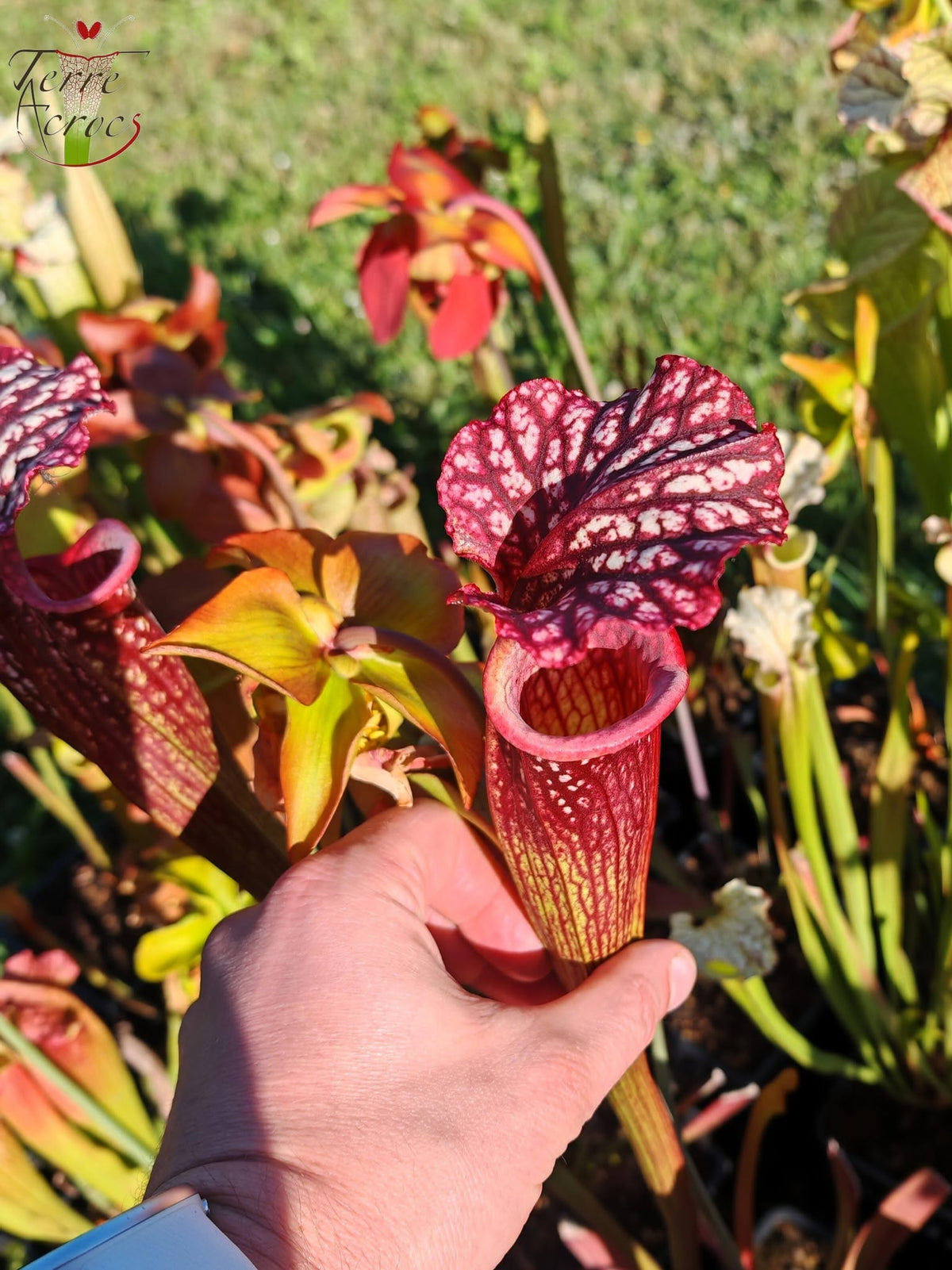 SX17 Sarracenia x (S. oreophila -- heavy veined x S. leucophylla -- large pink lipped)
