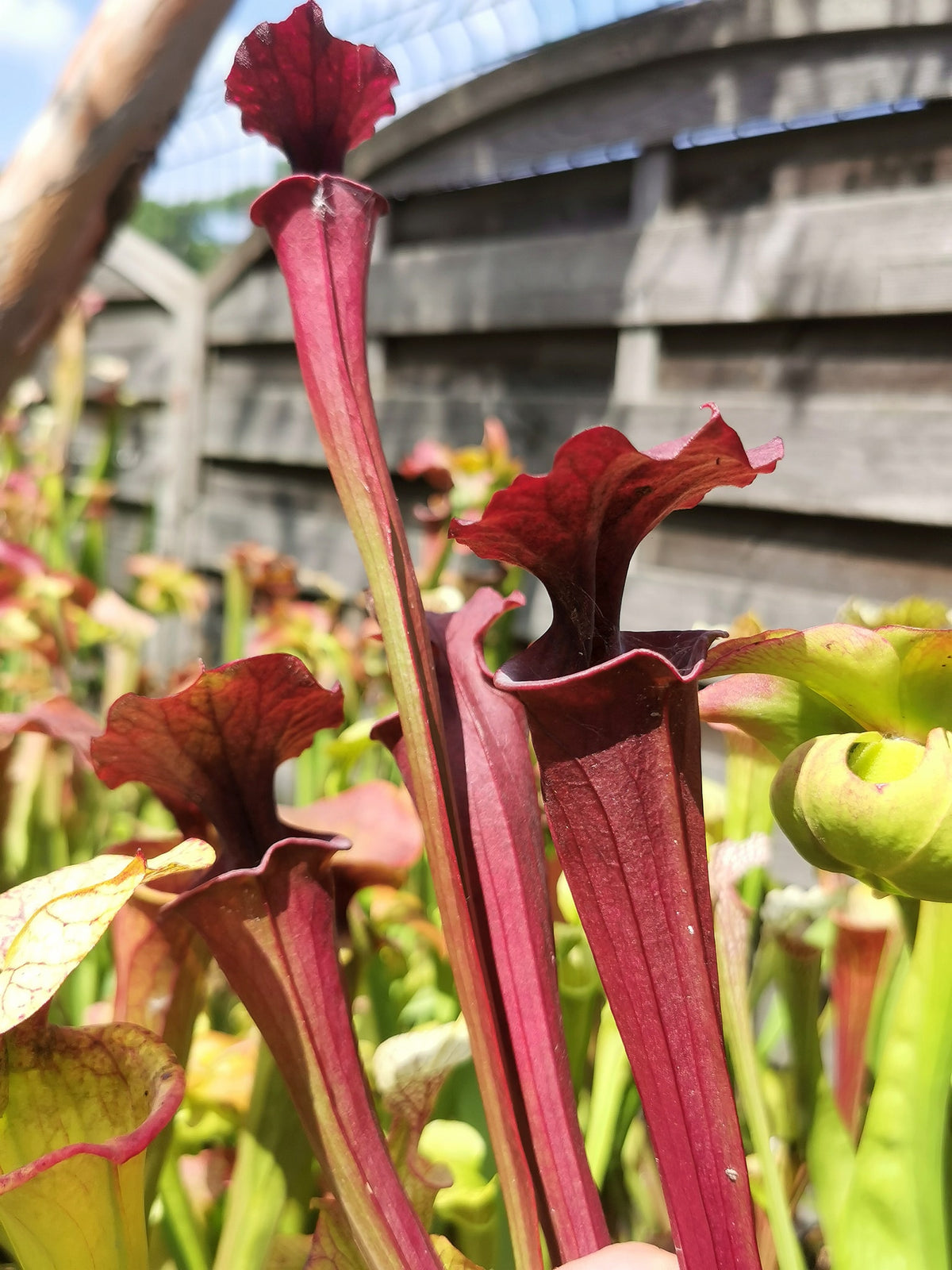 SX18 Sarracenia x unknown