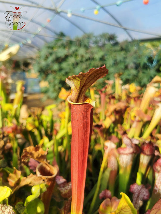 Graines Sarracenia 2025 (S. x inconnu x OP)