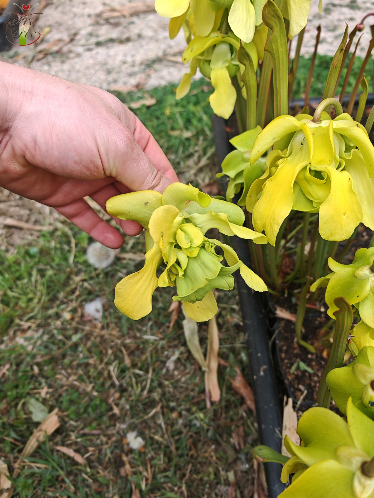SX20 Sarracenia x (S. x „Citron“ x S. flava var. ornata) (Mutantenblume)